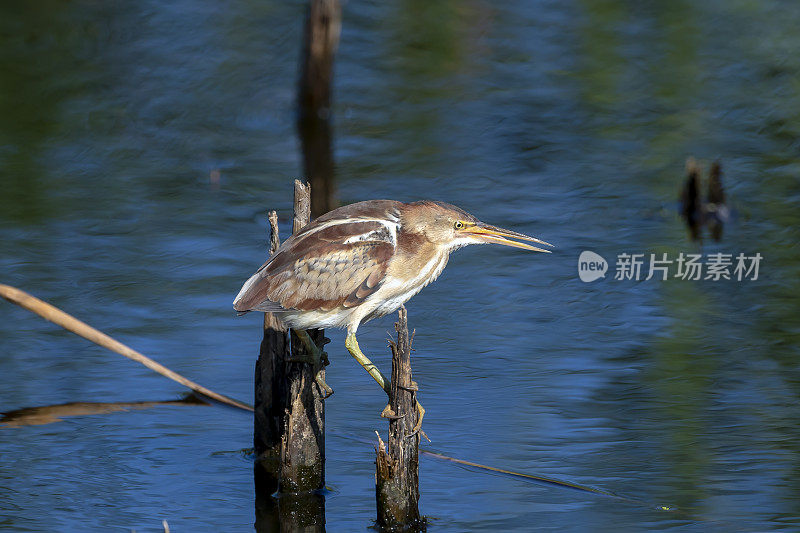 在anhuac NWR的破碎芦苇上平衡的Least Bittern